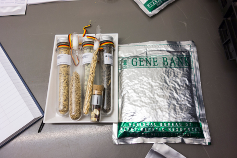 Image: Svalbard Seed Vault/Crop Trust